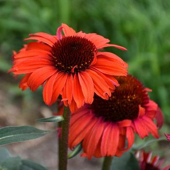 Echinacea (Coneflower) - Eye-Catcher&trade; 'Tanager'