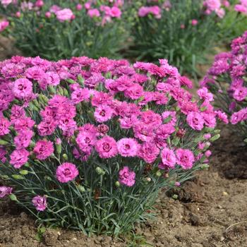 Dianthus hybrid - Pretty Poppers&trade; 'Goody Gumdrops'