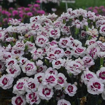 Dianthus hybrid - Pretty Poppers&trade; 'Kiss and Tell'