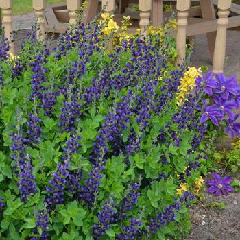 Baptisia hybrid - Decadence&reg; 'Sparkling Sapphires'