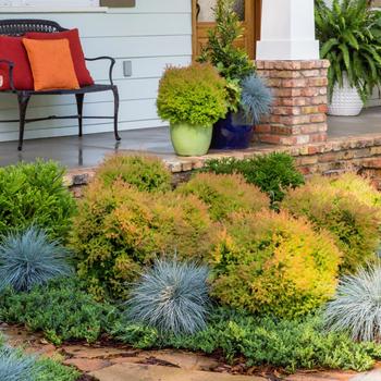 Thuja 'Congabe' PP19009 (Globe Arborvitae) - Fire Chief&trade; Globe Arborvitae