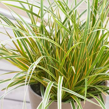 Carex oshimensis 'Everglow' PP30466 (Sedge) - EverColor&reg; Everglow