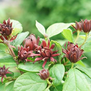 Calycanthus floridus - Simply Scentsational&reg;
