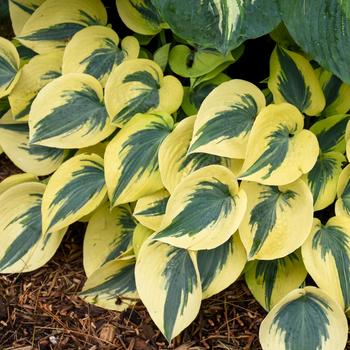 Hosta hybrid - Shadowland&reg; Autumn Frost 