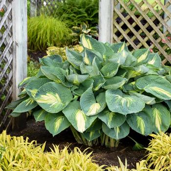 Hosta hybrid - Shadowland&reg; 'Hudson Bay'