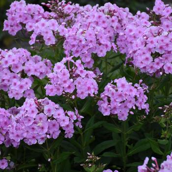 Phlox paniculata (Tall Garden Phlox) - Garden Girls&trade; 'Uptown Girl'