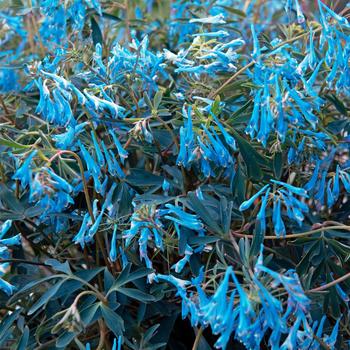 Corydalis flexuosa 'Porcelain Blue' (corydalis) - Hillier&trade; Porcelain Blue