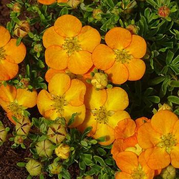 Potentilla fruticosa - Bella Sol&reg; 