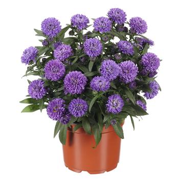 Aster novi-belgii - Showmakers&reg; Blue Bayou