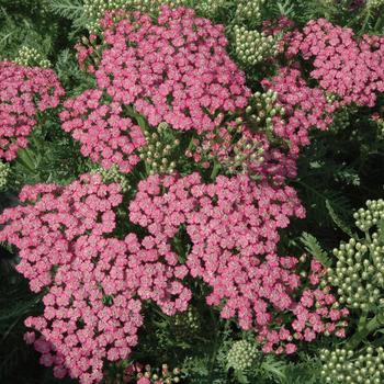 Achillea millefolium (Yarrow) - Tutti Frutti&trade; 'Pink Grapefruit'
