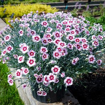 Dianthus 'Ruby Snow' (China Pinks, Cheddar Pinks) - Mountain Frost&trade; Ruby Snow