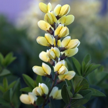 Baptisia 'Lemon Meringue' USPP 24,280 (False Indigo) - Decadence&reg; Lemon Meringue