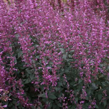 Agastache (Hummingbird Mint) - Meant to Bee&trade; 'Royal Raspberry'