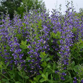 Baptisia hybrid - Decadence&reg; Blueberry Sundae