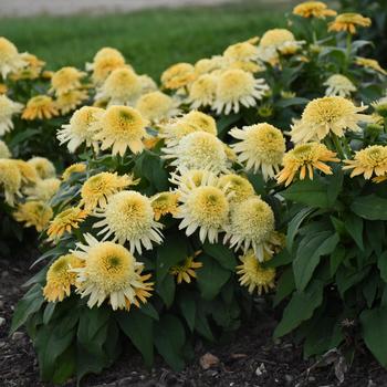 Echinacea (Coneflower) - Double Coded&trade; 'Butter Pecan'