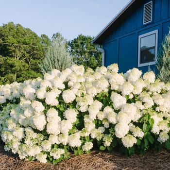Hydrangea paniculata 'Bailpanone' PP32549 - Little Hottie&reg; 