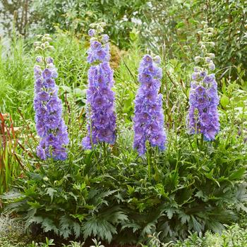 Delphinium x - Delgenius&trade; 'Shelby'