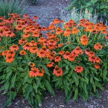 Echinacea 'Adobe Orange' (Coneflower) - Sombrero&reg; Adobe Orange