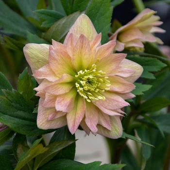 Helleborus x - Wedding Party&reg; Lenten Rose