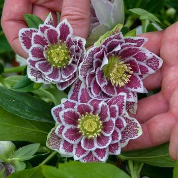 Helleborus x - Wedding Party&reg; 'Shotgun Wedding'