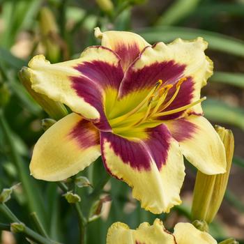 Hemerocallis - Rainbow Rhythm&reg; 'Star of the North' Daylily