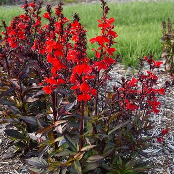 Lobelia x speciosa ''Scarlet Bronze Leaf'' (Lobelia) - Starship&trade; Scarlet Bronze Leaf