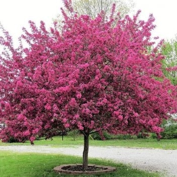 Malus 'Prairiefire' - 'Prairifire' Crabapple