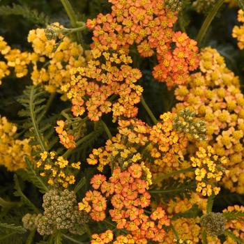 Achillea millefolium (Yarrow) - Milly Rock&trade; Yellow Terracotta
