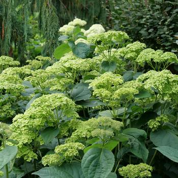 Hydrangea arborescens - 'Invincibelle Sublime&trade;' Smooth Hydrangea