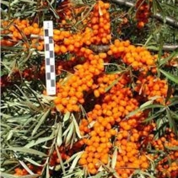 Hippophae rhamnoides - Sea Berry 'Frugana'