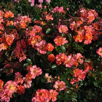 Rosa (Rose) - Kolorscape&reg; 'Firecracker&trade;'
