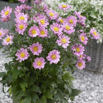 Anemone (Japanese Anemone) - Fantasy&trade; 'Pocahontas'