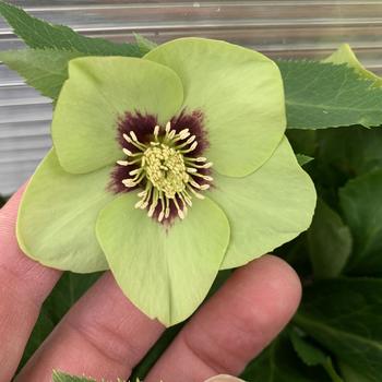 Helleborus (Lenten Rose) - Honeymoon&reg; 'Irish Luck'