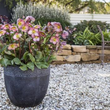 Helleborus (Lenten Rose) - Frostkiss&reg; 'Cheryl's Shine'