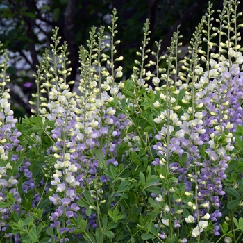Baptisia 'Lunar Eclipse' PP25875 (False Indigo) - Prairieblues&trade; Lunar Eclipse