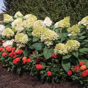 Hydrangea paniculata - Sweet Starlight&trade;