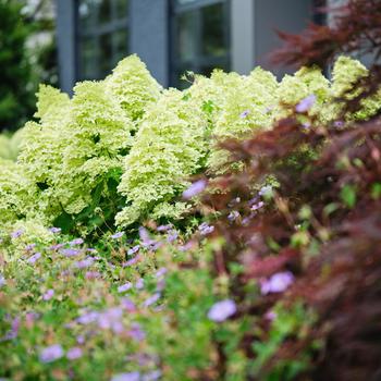 Hydrangea paniculata - Magical&reg; 'Lime Sparkle'