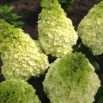Hydrangea paniculata - Moonrock&trade;