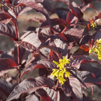 Diervilla splendens 'El Madrigal' PP28060 (Bush-honeysuckle) - Firefly&trade; Nightglow&trade; 