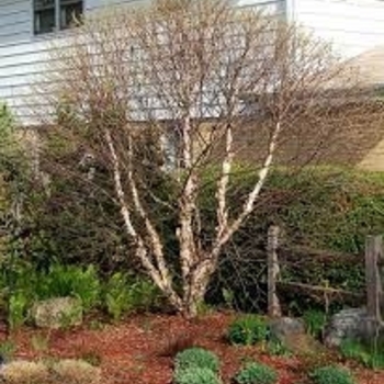 Betula nigra 'Little King' - Fox Valley&trade; River Birch