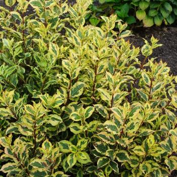 Weigela florida 'Kolmagira' PP20,384 - Rainbow Sensation&trade; 