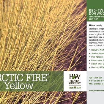 Cornus stolonifera - Arctic Fire&reg; Yellow