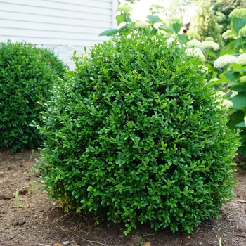 Buxus 'SB108' PP28888 (Boxwood) - NewGen Independence&reg; Boxwood