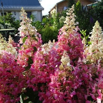 Hydrangea paniculata 'Candelabra&trade;' PP27472 (Hydrangea) - Candelabra&trade; Hydrangea