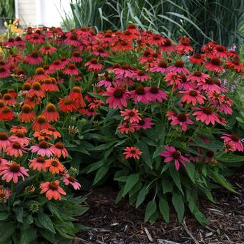 Echinacea (Coneflower) - Summersong&trade; 'Firefinch&trade;'