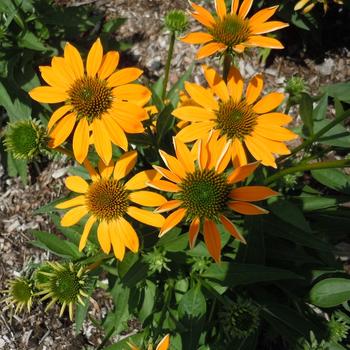 Echinacea (Coneflower) - Artisan&trade; 'Ombre Yellow'