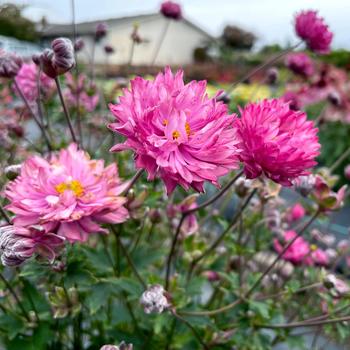 Anemone (Wind Flower) - Puff&reg; pink