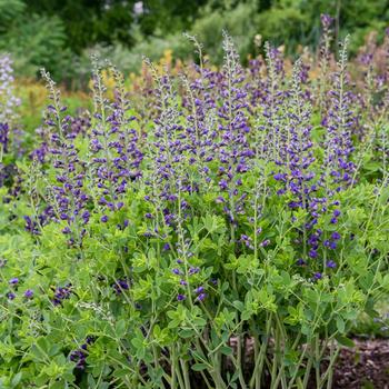 Baptisia (False Indigo) - Decadence&reg; Deluxe 'Periwinkle Popsicle'