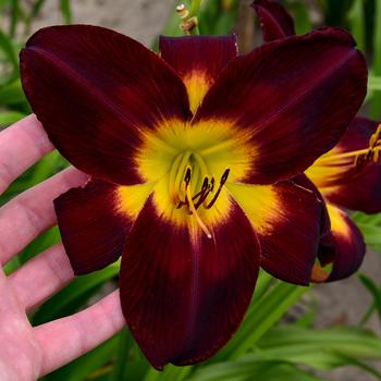Hemerocallis (Daylily) - Rainbow Rhythm&reg; 'Persian Ruby'