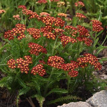 Achillea millefolium (Yarrow) - Milly Rock&trade; Red